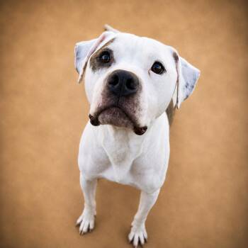 Tank and Dixie -  Pit Bull Terrier Dog for Adoption in Chuckey, Tennessee - Tank And Dixie | PetCurious