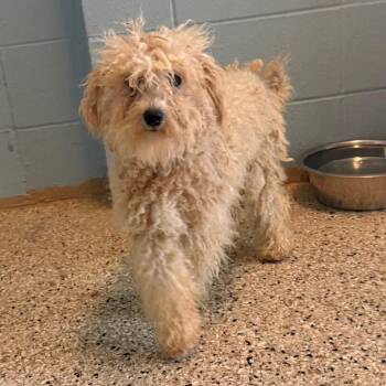 Mixed Breed Dogs Available for Adoption in Loxahatchee Groves, Florida - Spice 1017 | PetCurious