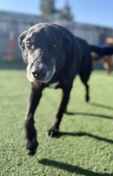 Black Labrador Retriever Dogs Available for Adoption in Petaluma, California - Kezar (bonded With Levi) | PetCurious