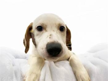MAUI -  German Shorthaired Pointer and Mixed Breed Dog for Adoption in Fort Lauderdale, Florida - MAUI | PetCurious