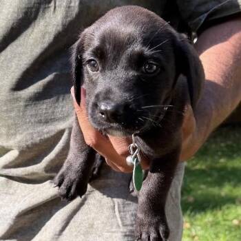 Satchel -  Mixed Breed Dog for Adoption in Buffalo, Minnesota - Satchel | PetCurious