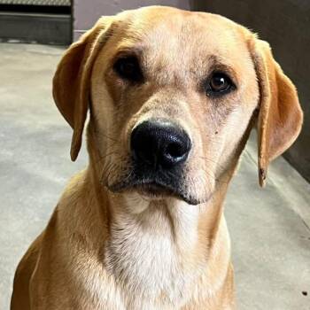 Labrador Retriever Dogs Available for Adoption - Ron | PetCurious