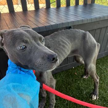 Westley -  Mixed Breed Dog for Adoption in Philadelphia, Pennsylvania - Westley | PetCurious