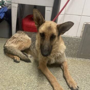 IVHS-Stray-139282 -  German Shepherd Dog Dog for Adoption in San Gabriel, California - IVHS-Stray-139282 | PetCurious