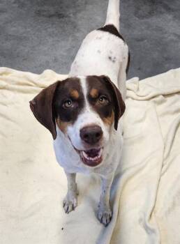 MARMALADE -  Treeing Walker Coonhound and Mixed Breed Dog for Adoption in Brunswick, Georgia - MARMALADE | PetCurious