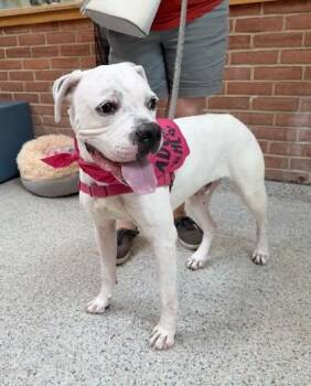 Trapper -  Boxer and Mixed Breed Dog for Adoption - Trapper | PetCurious