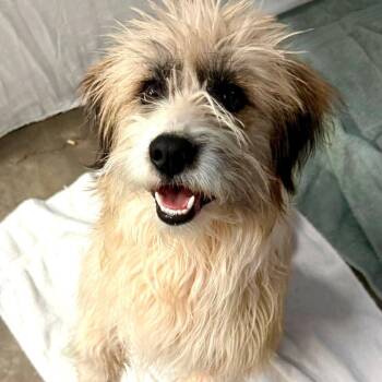 Terrier Dogs Available for Adoption - Brody | PetCurious