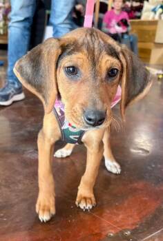 Beagle and Hound Dogs Available for Adoption - Cara | PetCurious