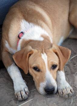 Rescue Labrador Retriever Dogs for Adoption in Madisonville, Texas - Pink Girl | PetCurious