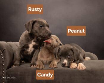Mixed Breed Dogs Available for Adoption in New Berlin, Wisconsin - CANDY   $425 | PetCurious