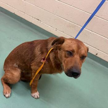 Bruno -  Mixed Breed Dog for Adoption in Memphis, Tennessee - Bruno | PetCurious