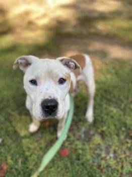 Rescue Pit Bull Terrier Dogs for Adoption in Orange, Virginia - Coco | PetCurious