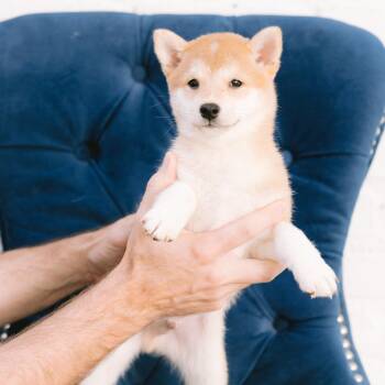 Miso -  Shiba Inu Dog for Adoption in Zionsville, Indiana - Miso | PetCurious