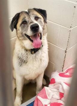 Great Pyrenees and Akita Dogs Available for Adoption in St. Louis, Missouri - UNO | PetCurious