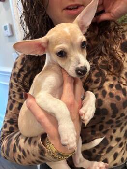 Rescue Papillon and Chihuahua Dogs for Adoption in Los Angeles, California - Kelly | PetCurious