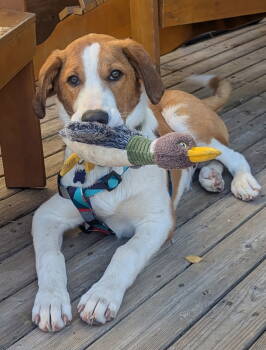 Rescue Australian Shepherd Dogs for Adoption in Seattle, Washington - Barney | PetCurious