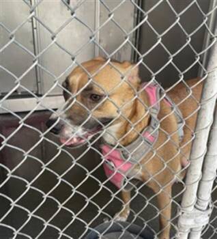 RHONDA -  Pit Bull Terrier Dog for Adoption in Redlands, California - RHONDA | PetCurious