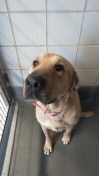 Rescue Mastiff Dogs for Adoption in San Antonio, Texas - LOLA | PetCurious