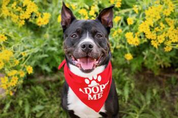 Pit Bull Terrier and American Staffordshire Terrier Dogs Available for Adoption in Dallas, Texas - Petey | PetCurious