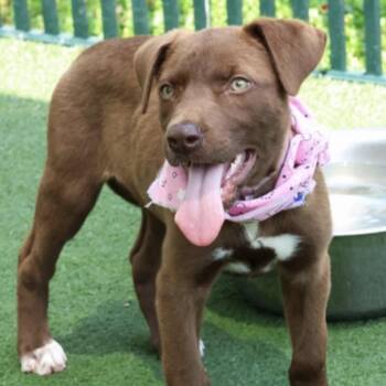 Blossom -  Mixed Breed Dog for Adoption in Springboro, Ohio - Blossom | PetCurious