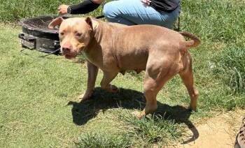 Star -  Terrier Dog for Adoption in Bossier City, Louisiana - Star | PetCurious
