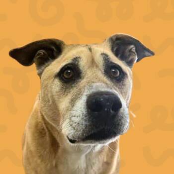 Duke -  Shepherd Dog for Adoption in Reno, Nevada - Duke | PetCurious
