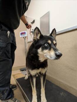 Rescue Siberian Husky and Mixed Breed Dogs for Adoption in Sacramento, California - BOQ | PetCurious