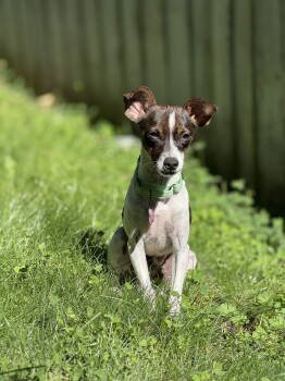 Rescue Chihuahua Dogs for Adoption in Bothell, Washington - Luke | PetCurious