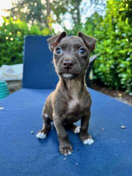 Run: Sprint -  Chihuahua Dog for Adoption in Palo Alto, California - Run: Sprint | PetCurious