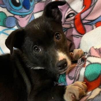 Hailey Whitters -  Mixed Breed Dog Available for Adoption in Nantucket, Massachusetts - Hailey Whitters | PetCurious