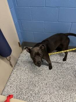 Rescue Pit Bull Terrier and Mixed Breed Dogs for Adoption in Seneca, South Carolina - Karma | PetCurious