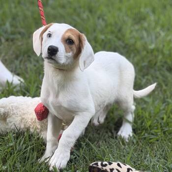 DUMPLIN -  Beagle Dog for Adoption in Locust Fork, Alabama - DUMPLIN | PetCurious