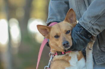 Rescue Hound Dogs for Adoption in Brick Township, New Jersey - Biscuit | PetCurious