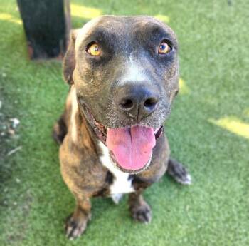 Sassy -  Mixed Breed and Pit Bull Terrier Dog for Adoption in Austin, Texas - Sassy | PetCurious