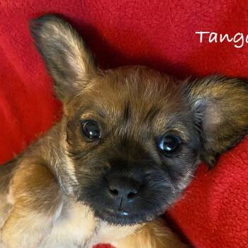 Rescue Shih Tzu Dogs for Adoption in Cashmere, Washington - Tango | PetCurious