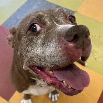 Thumbelina -  Mixed Breed Dog for Adoption in Philadelphia, Pennsylvania - Thumbelina | PetCurious