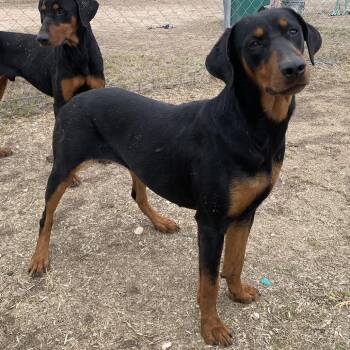 Pauline -  Doberman Pinscher Dog for Adoption in Edinburg, Texas - Pauline | PetCurious
