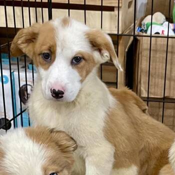 Australian Shepherd Dogs Available for Adoption - Indra | PetCurious