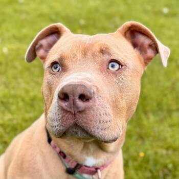 Mixed Breed Dogs Available for Adoption in Midland, Michigan - Pontoon | PetCurious