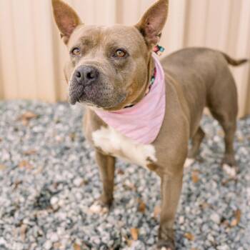 Gemma -  Pit Bull Terrier Dog for Adoption in Newborn, Georgia - Gemma | PetCurious