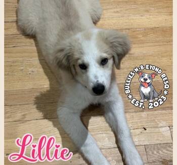 Lillie -  Great Pyrenees and Australian Cattle Dog Blue Heeler Dog for Adoption in Omaha, Nebraska - Lillie | PetCurious