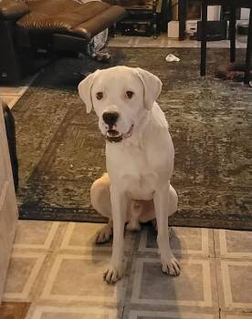 Falcor -  Labrador Retriever and Great Pyrenees Dog for Adoption in West Peoria, Illinois - Falcor | PetCurious