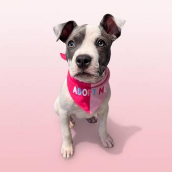 Sama-ADOPT Me -  Pit Bull Terrier Dog for Adoption in Redondo Beach, California - Sama-ADOPT Me | PetCurious
