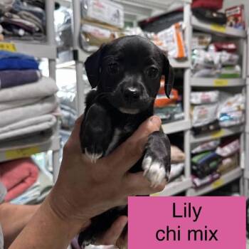 Chihuahua Dogs Available for Adoption in Tampa, Florida - Lily | PetCurious