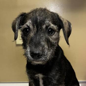 Shirley -  Terrier Dog Available for Adoption in Palm Springs, California - Shirley | PetCurious