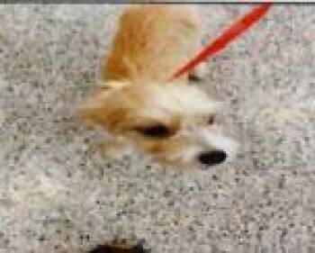 Otis -  Terrier and Mixed Breed Dog for Adoption in Largo, Florida - Otis | PetCurious