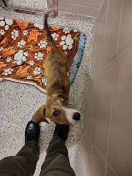 Ostrich -  Hound and Mixed Breed Dog for Adoption in Gastonia, North Carolina - Ostrich | PetCurious