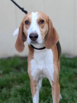 Treeing Walker Coonhound Dogs Available for Adoption in Gulfport, Mississippi - Lane | PetCurious