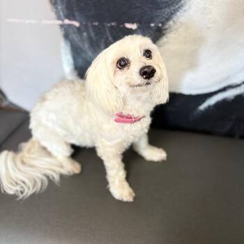 Maltese and Yorkshire Terrier Dogs Available for Adoption - Chloe | PetCurious