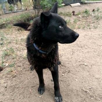 Onyx -  Labrador Retriever and Husky Dog for Adoption in Tonasket, Washington - Onyx | PetCurious